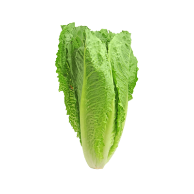 Organic lettuce